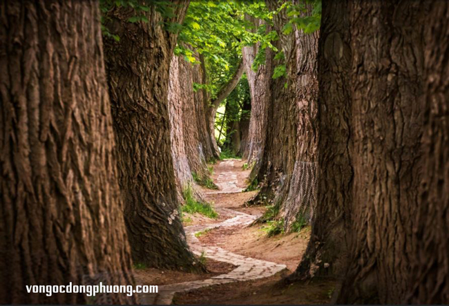 Dạo chơi cùng ngôn từ, ý nghĩa của từ "Thiên Mộc”